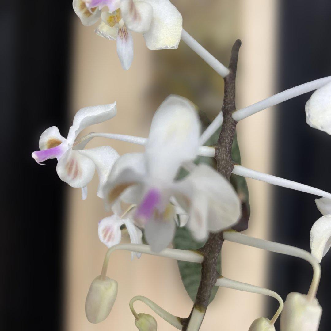 自然種　胡蝶蘭　原種　洋蘭　ファレノプシス　セレベンシス　celebensis