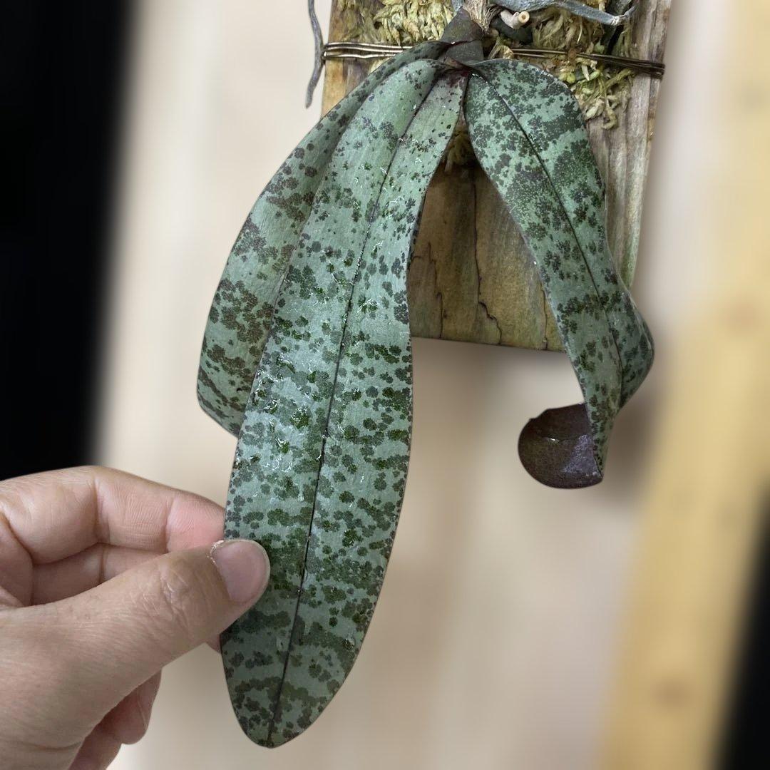 自然種　胡蝶蘭　原種　洋蘭　ファレノプシス　セレベンシス　celebensis