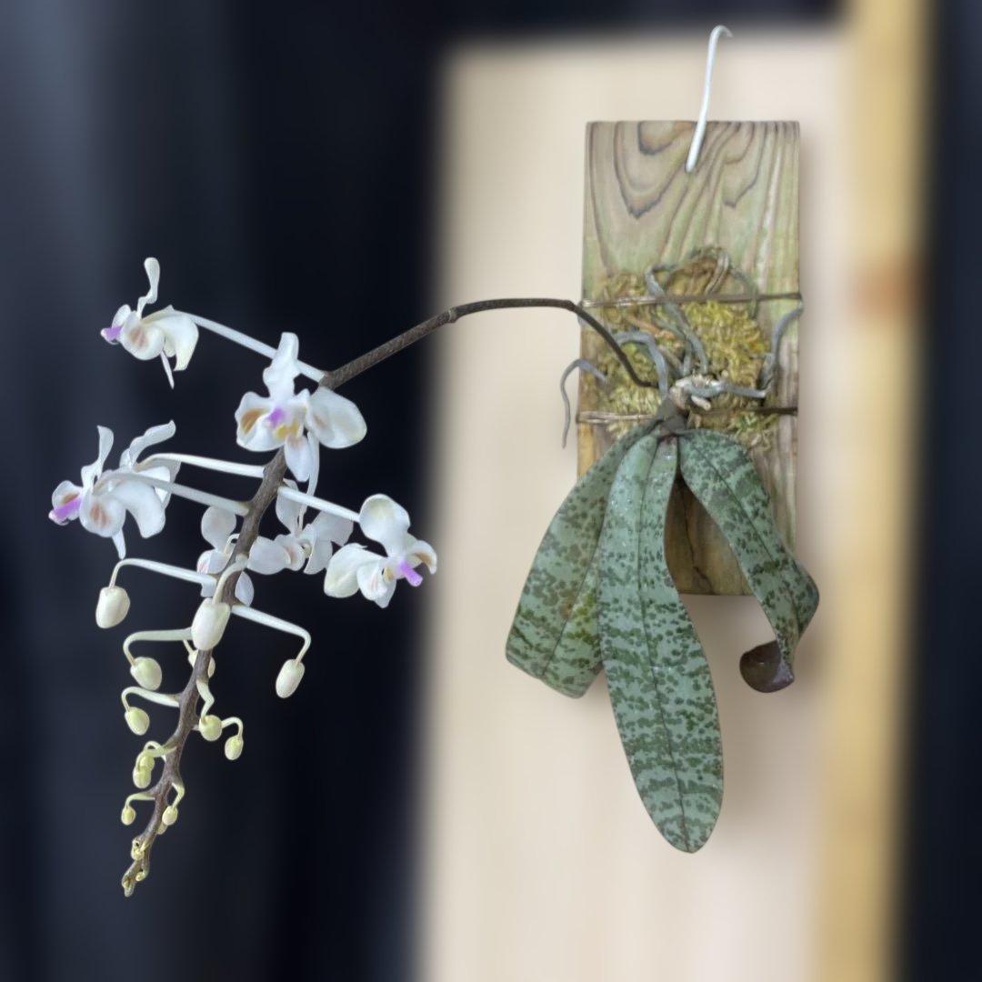 自然種　胡蝶蘭　原種　洋蘭　ファレノプシス　セレベンシス　celebensis