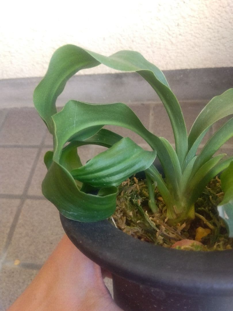 万年青　オモト　獅子　4.5号陶器鉢つき　子株つき❗　い