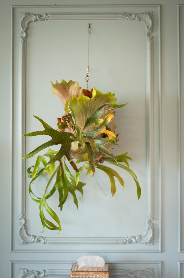 ビカクシダ 不明（親株）