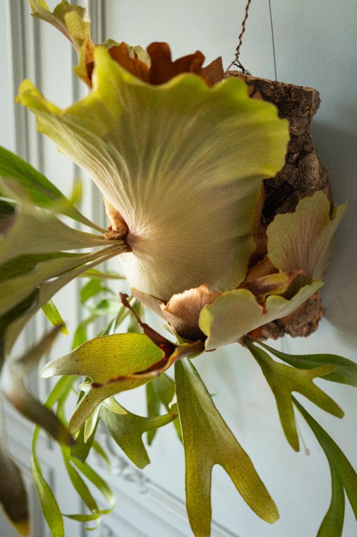 ビカクシダ 不明（親株）