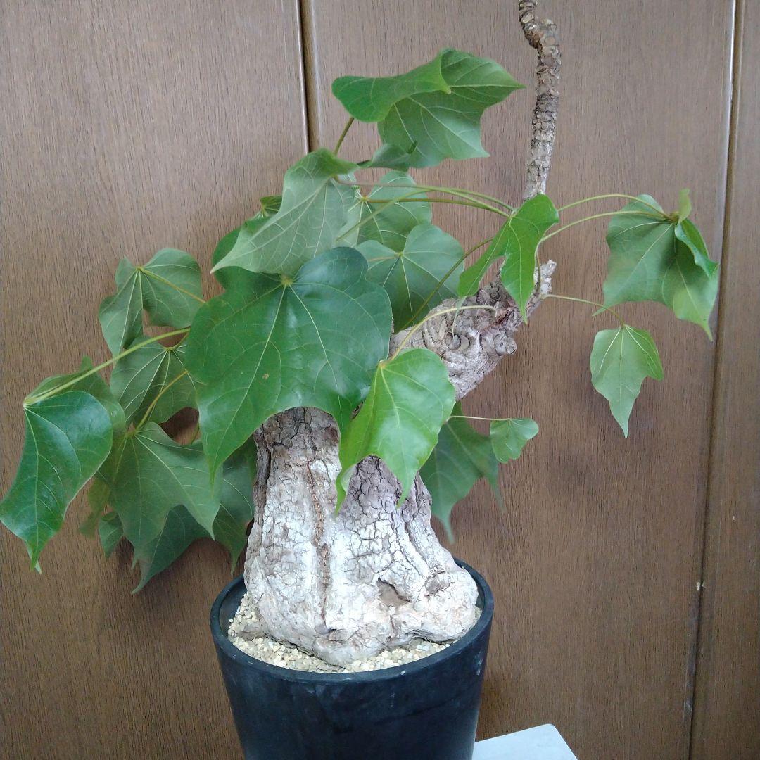 ▲現地球 大株 希少 Firmiana colorataファルミアナ コロラータ