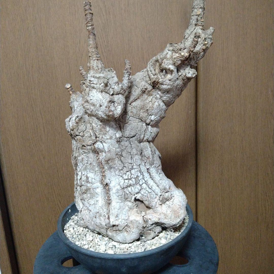 ▲現地球 大株 希少 Firmiana colorataファルミアナ コロラータ