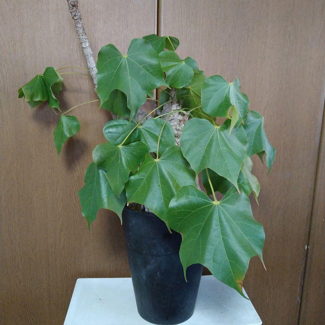 ▲現地球 大株 希少 Firmiana colorataファルミアナ コロラータ