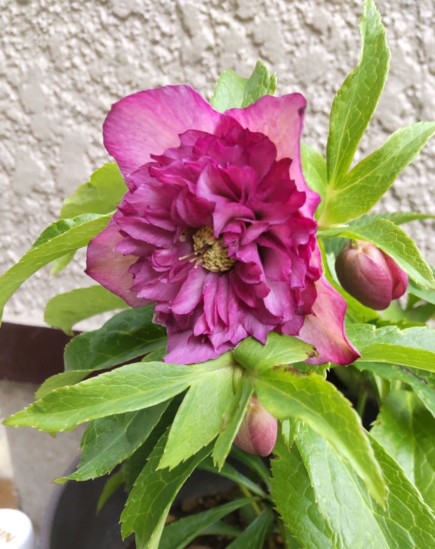 今日迄のお買い得 多弁クリスマスローズ更に値下げしました。