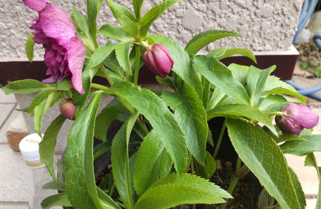 お買い得 多弁クリスマスローズ更に値下げしました。