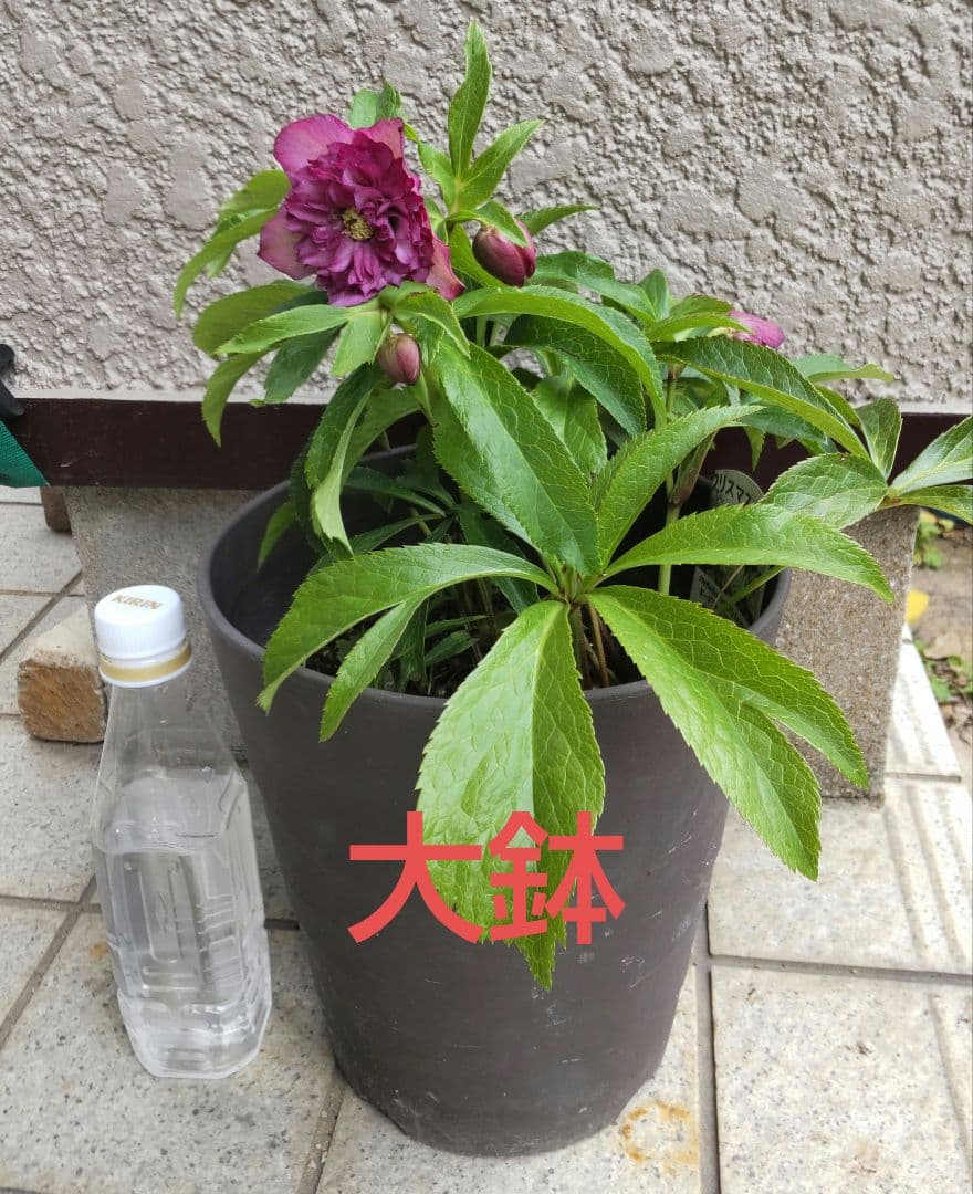 お買い得 多弁クリスマスローズ更に値下げしました。