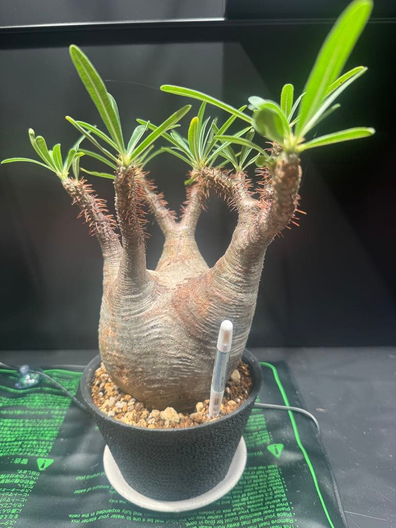 h*o様 パキポディウム グラキリス(現地球)