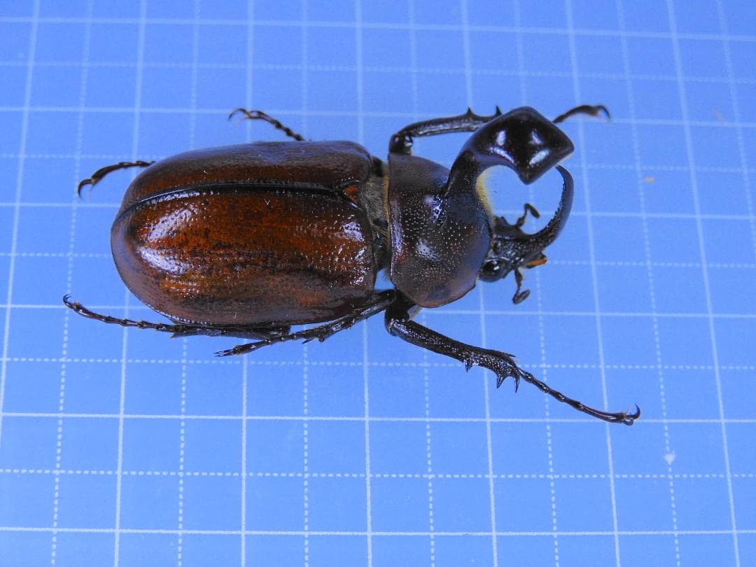 メキシコ産　キシメカタテヅノカブト　35mm