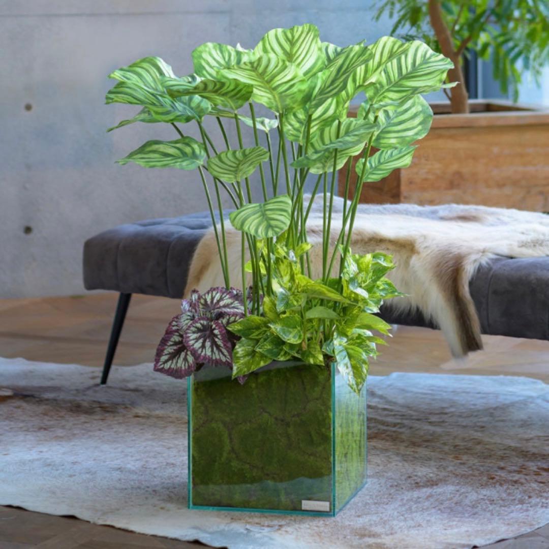 EMILIO ROBBA ギャザリング カラテア