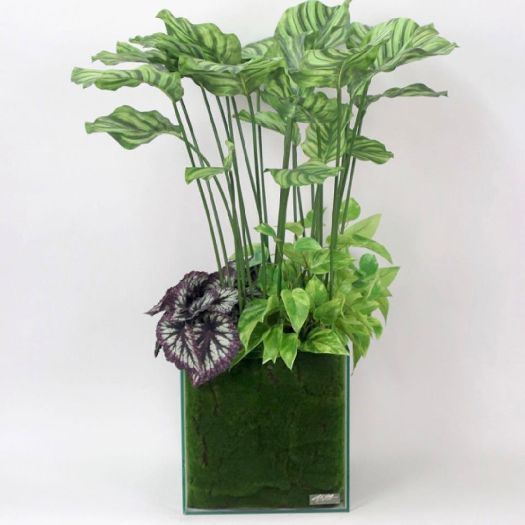 EMILIO ROBBA ギャザリング カラテア