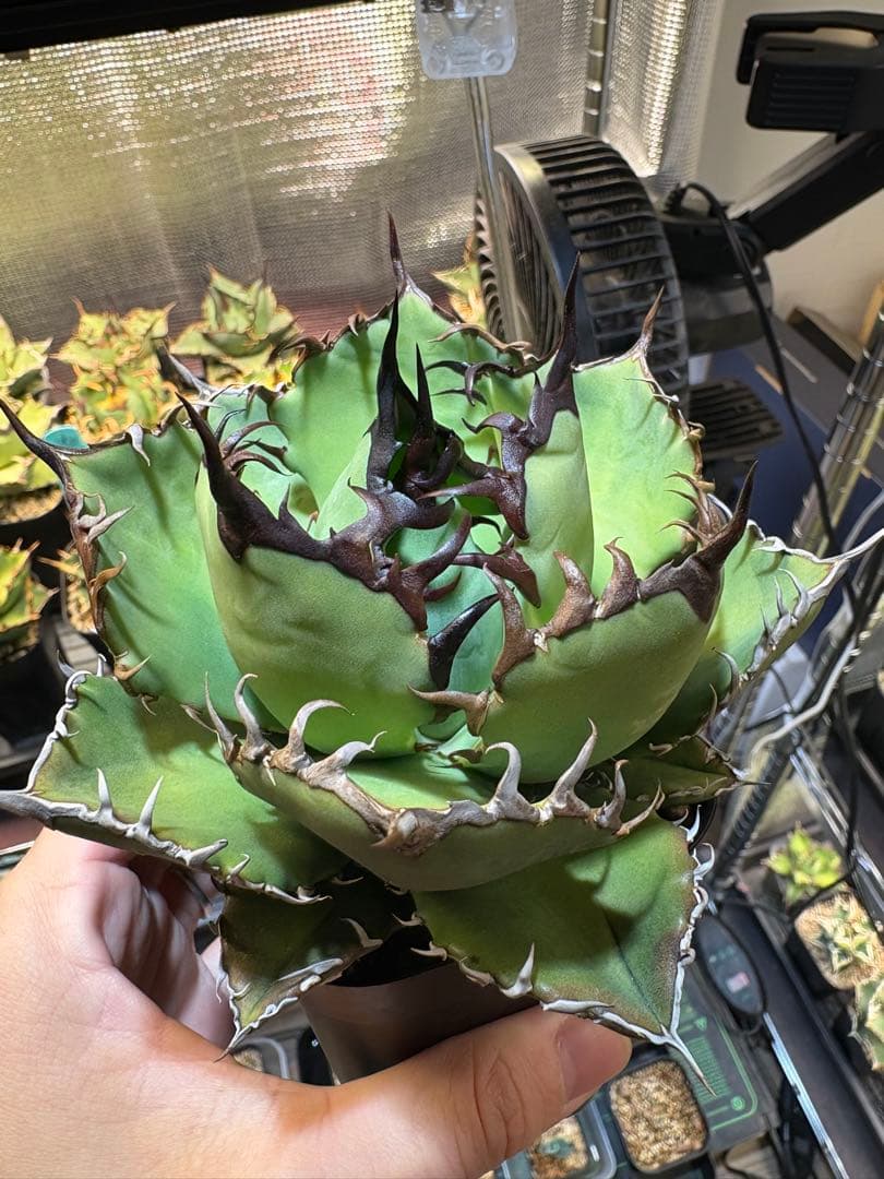 アガベ　実生株　わしゃわしゃ系　黒棘