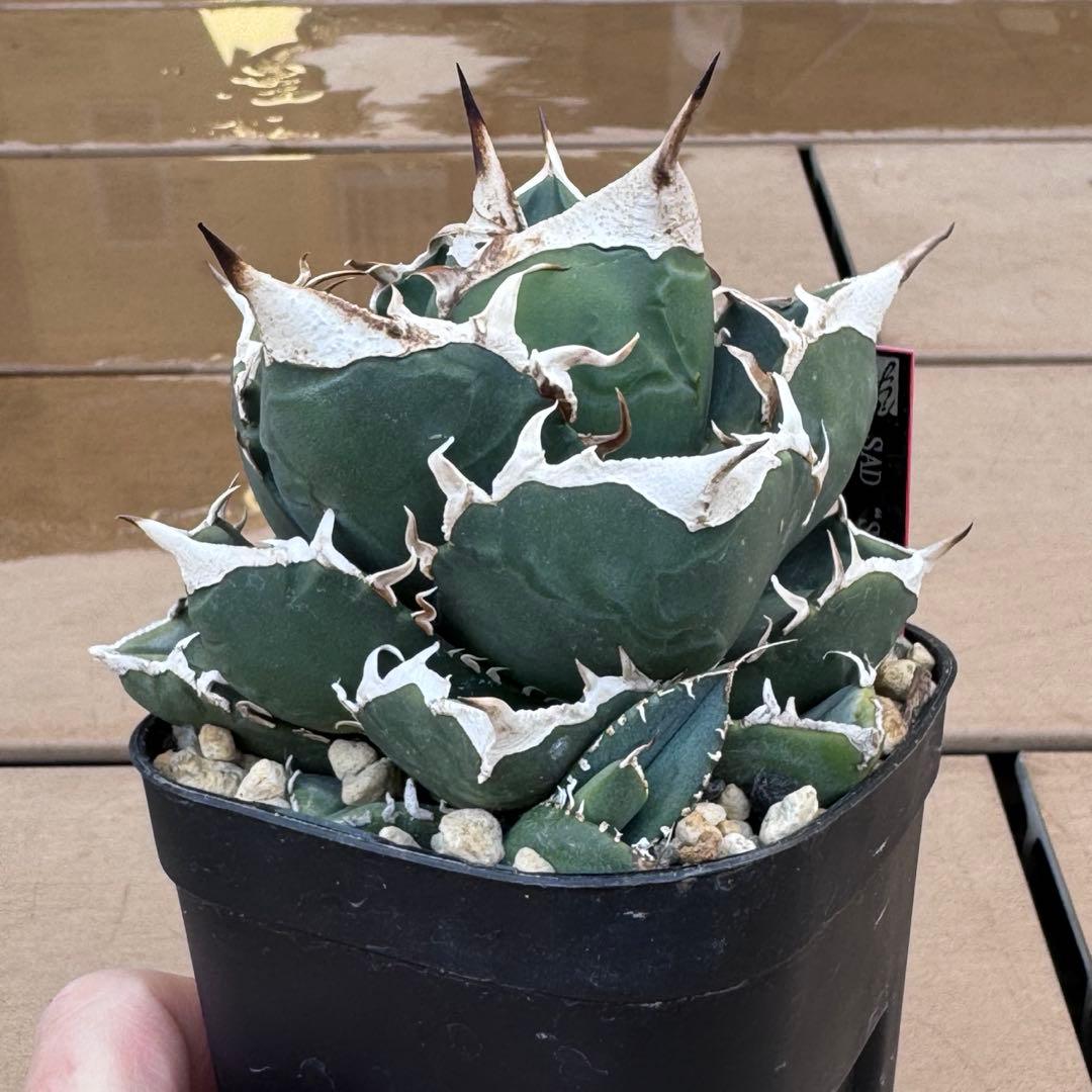 親株出品 SAD 南アフリカダイヤモンド 子株二つ付き アガベ 検)大白鯊