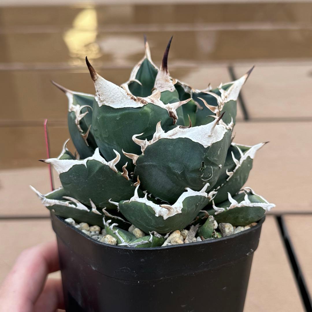 親株出品 SAD 南アフリカダイヤモンド 子株二つ付き アガベ 検)大白鯊