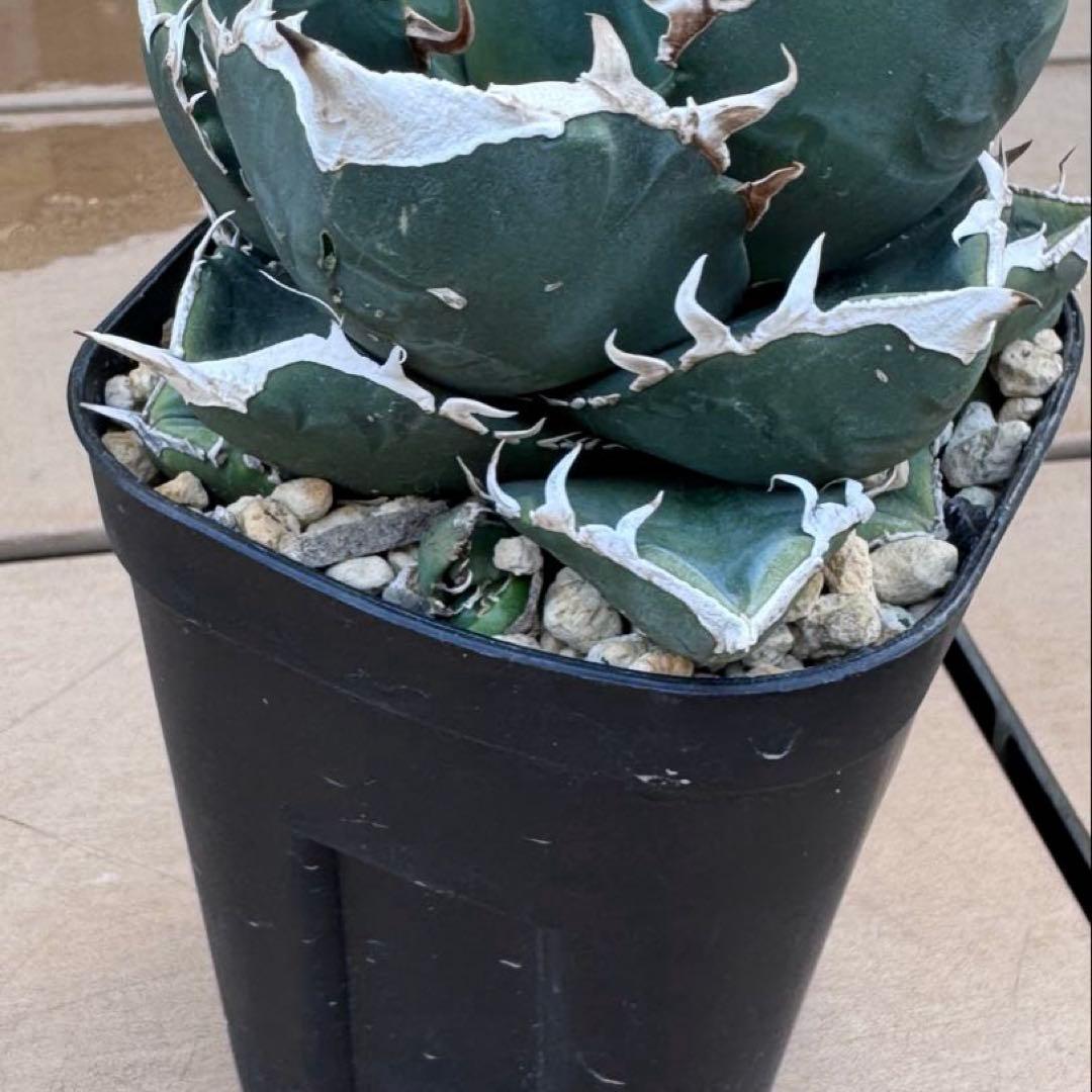 親株出品 SAD 南アフリカダイヤモンド 子株二つ付き アガベ 検)大白鯊