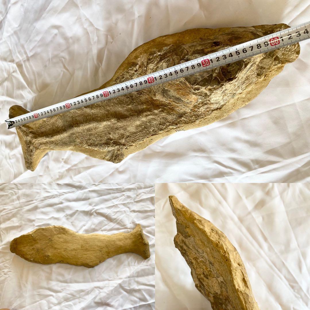 ブラジル産　魚の化石　重さ6.1kg 長さ64.2cm 幅17.5cm ③