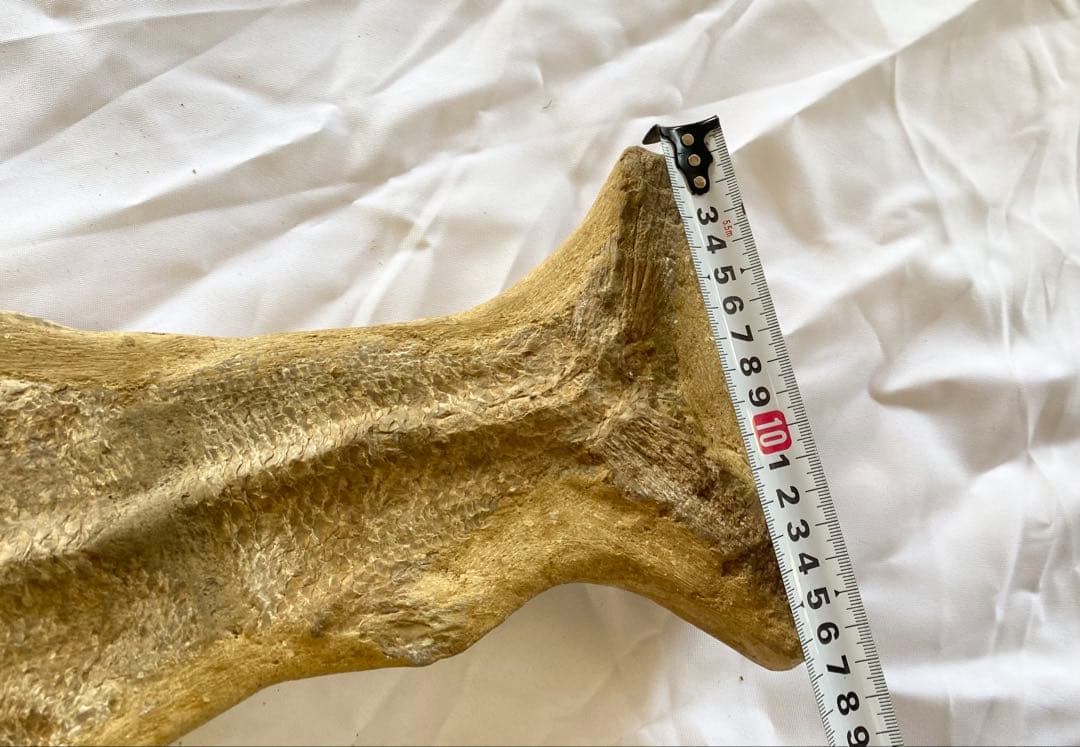 ブラジル産　魚の化石　重さ6.1kg 長さ64.2cm 幅17.5cm ③