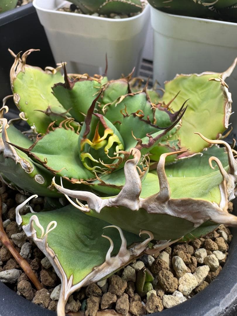 アガベ　実生　天芽　選抜