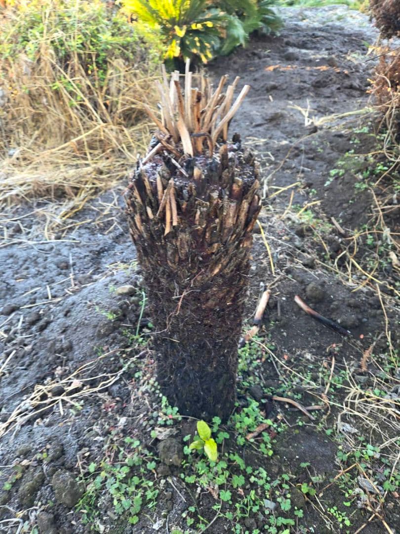 大きめのソテツ 観葉植物ソテツ　ディクソニア　ワシントンヤシ　ココスヤシ