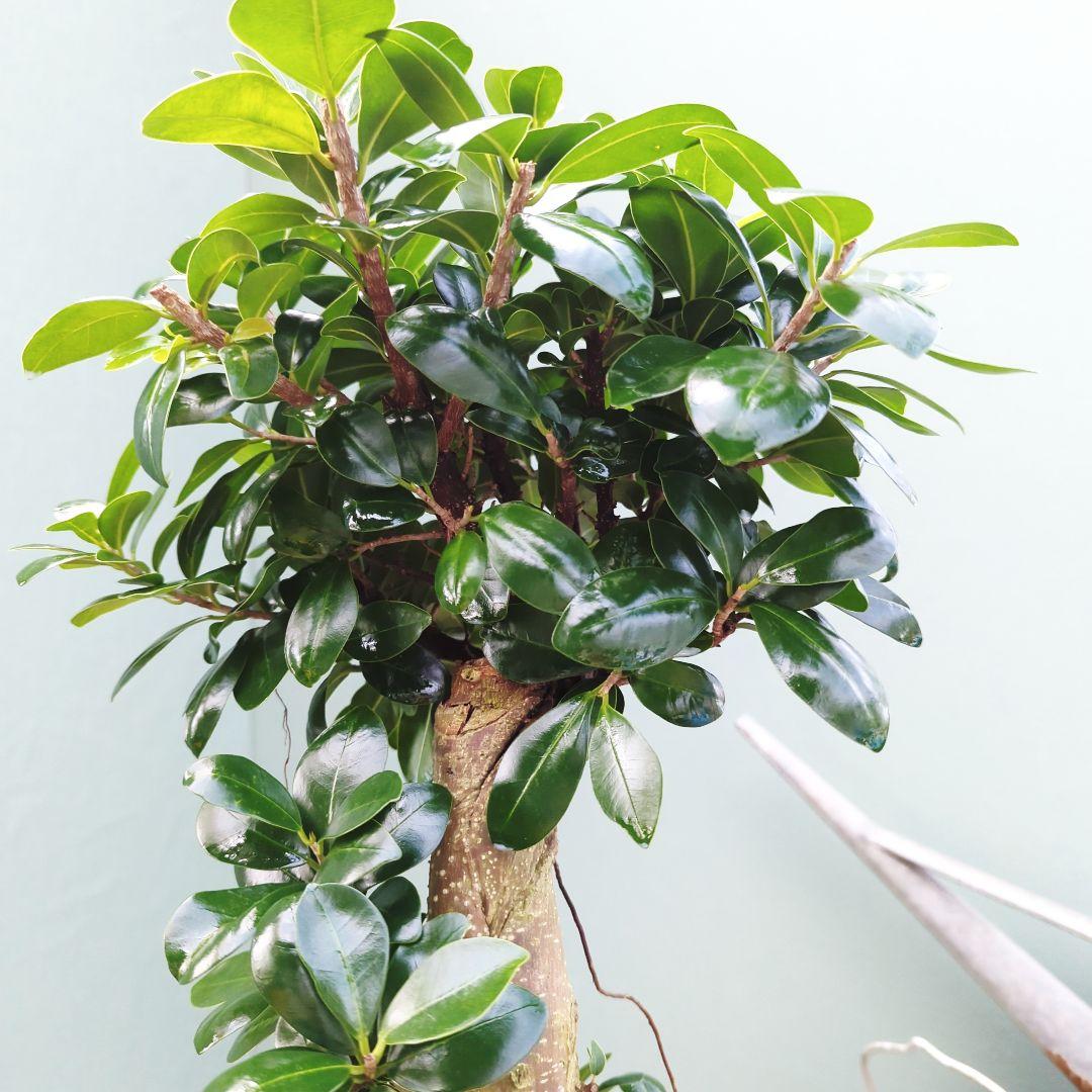 【現品】曲がり 昇り龍 ガジュマル 縁起物 白 ロングポット７