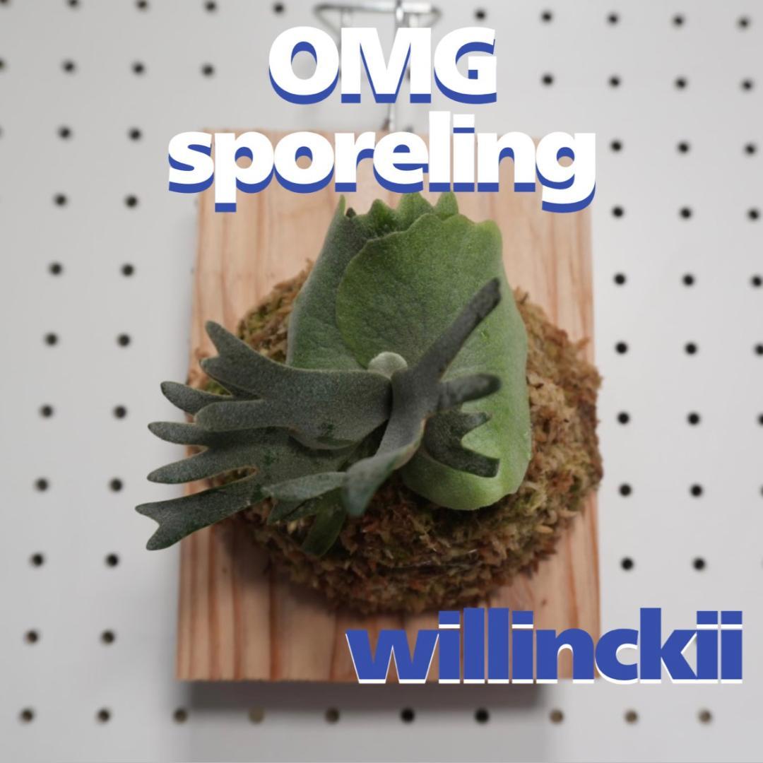 ビカクシダ OMG ウィリンキードワーフ 板付 O-5