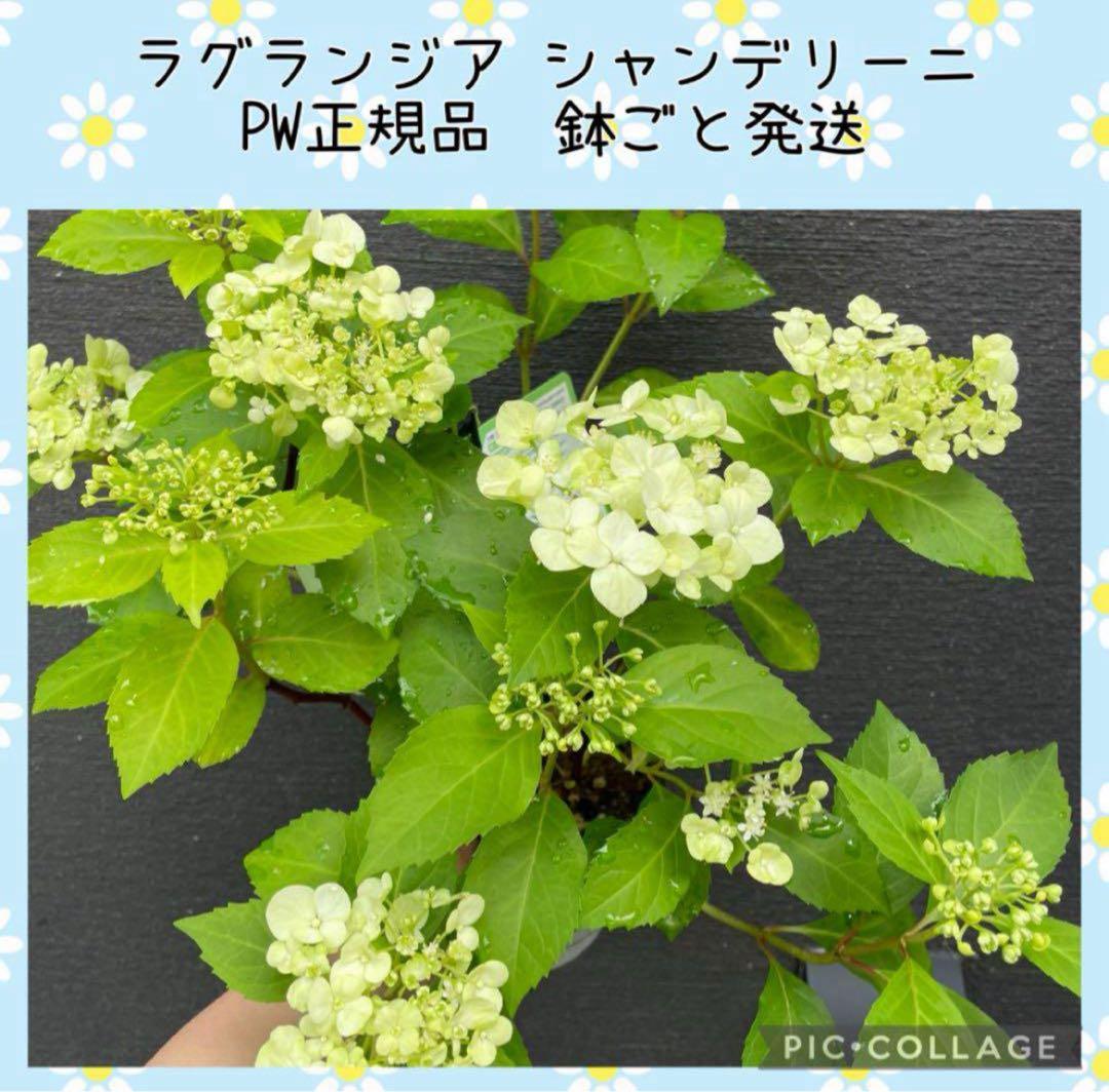 【花苗】ラグランジア　シャンデリーニ　タグ付き　正規品　お花開花中