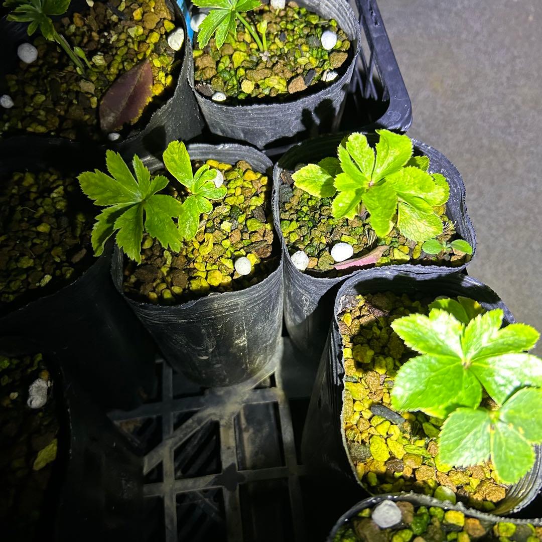 クリスマスローズ 小苗 DD蜃気楼×SD蜃気楼