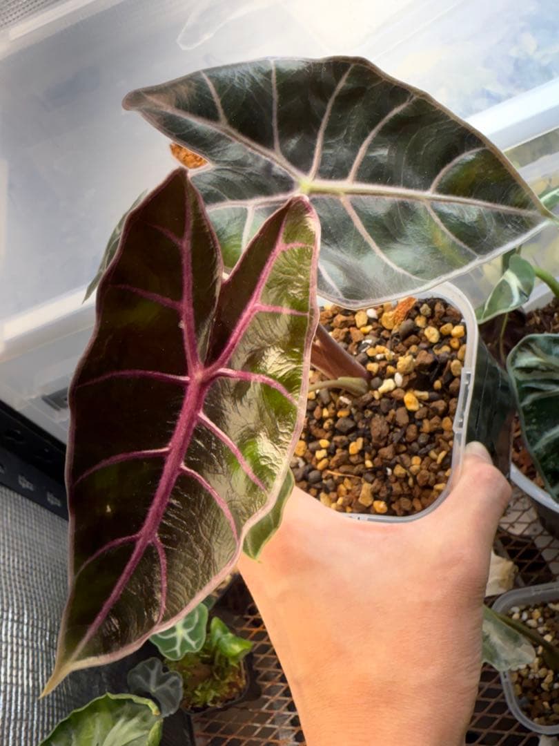 り*く様 希少 アロカシア ブラックサタンピンクボーン 芋