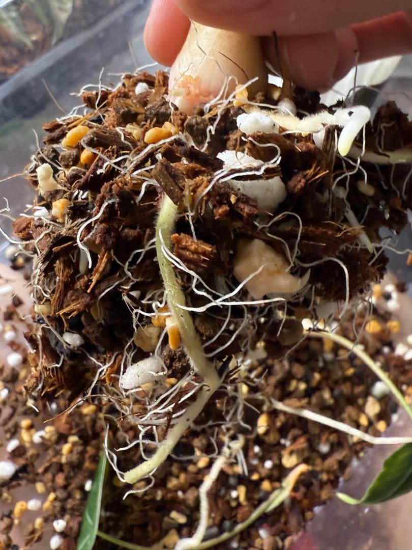 り*く様 希少 アロカシア ブラックサタンピンクボーン 芋