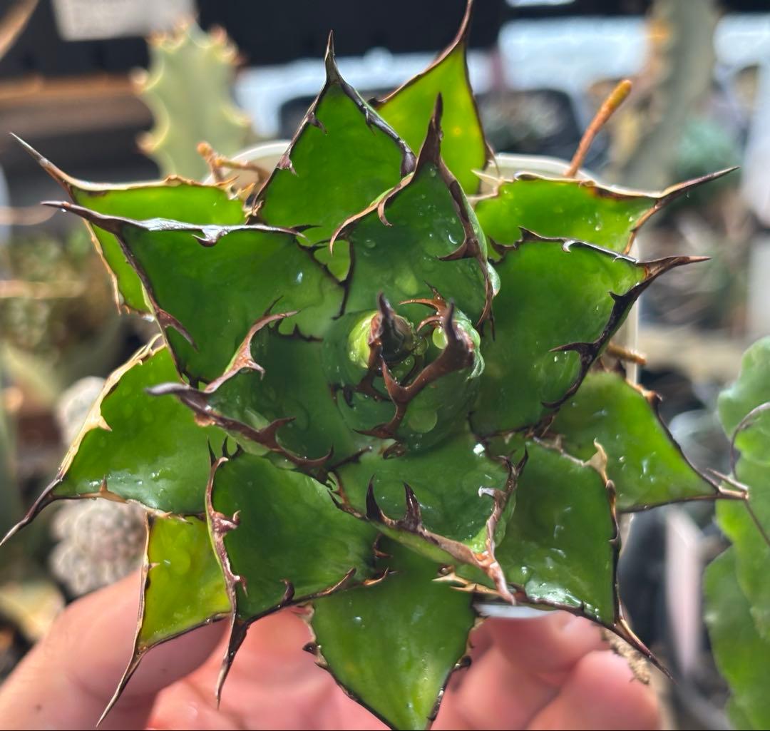 実生 妖炎短葉ホリダ 検索)オアハカ オテロイ チタノタ アガベ fo-076