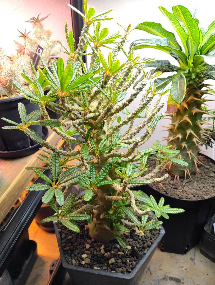 【1/20更新】ドルステニア　ギガス　ブラータ　牛乳植物