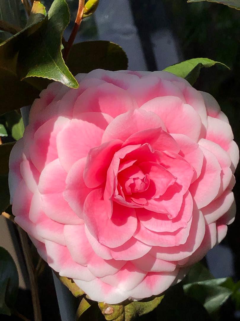 浦風　接木苗　椿　鉢底約100cm