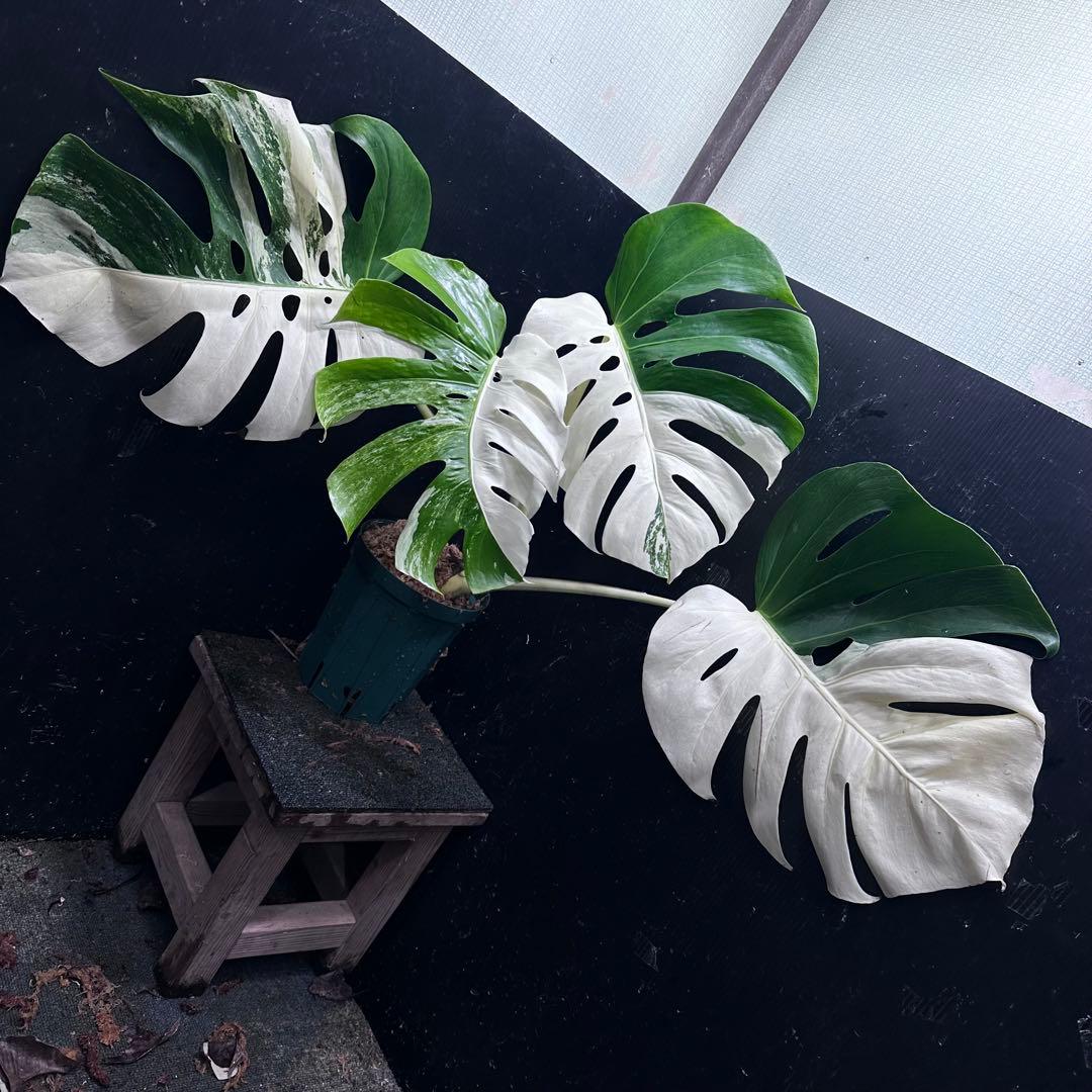 H*e様 モンステラ斑入りハーフムーンホワイトタイガー極美斑入り　　 72cm