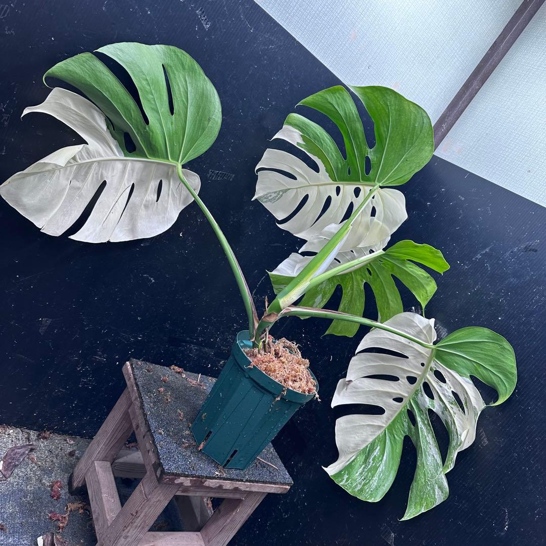 H*e様 モンステラ斑入りハーフムーンホワイトタイガー極美斑入り　　 72cm