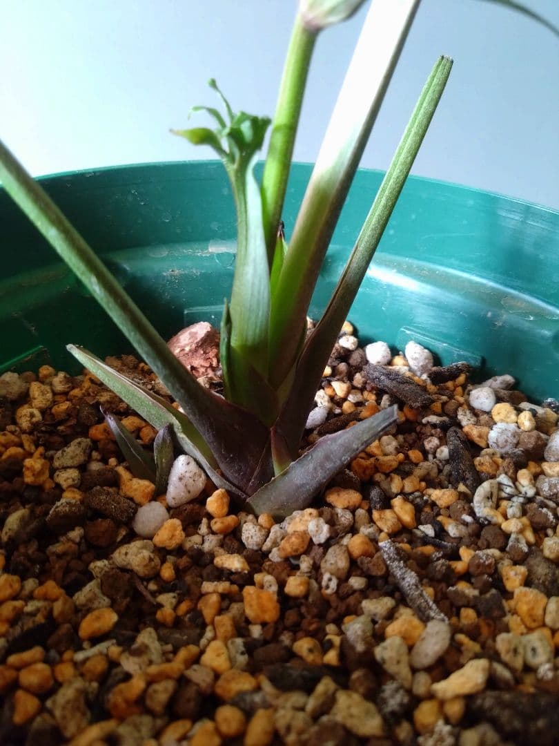 クリスマスローズ　多弁系　ダークピンクピコティdd　開花株