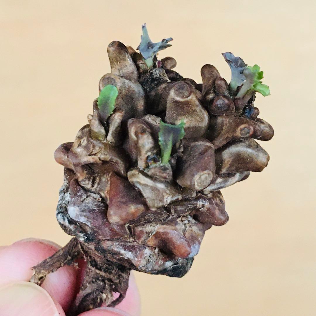 【稀少】15 オトンナ へレイ へレー TC株 塊根 コーデックス