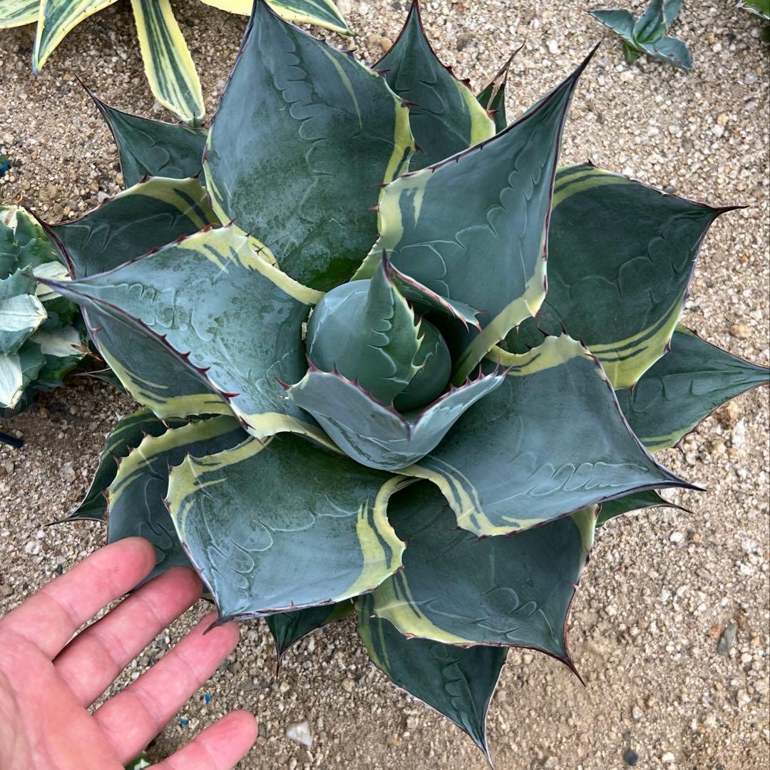 abu様　オバティサナ　シースター　地植え　大株