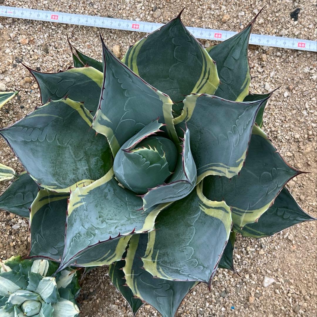 abu様　オバティサナ　シースター　地植え　大株