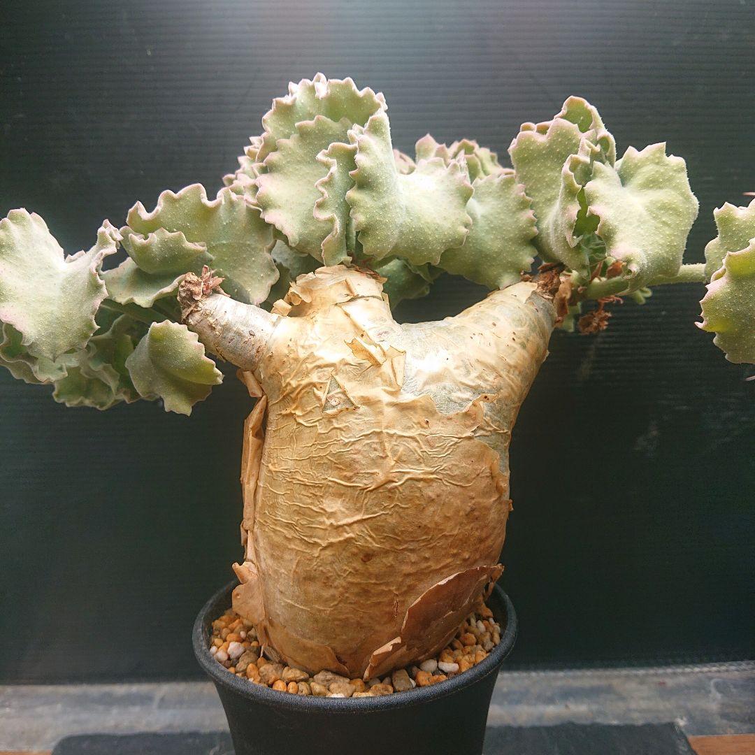 かじゅまるキフォステンマ マクロプス 現地球 発根済み 塊根植物 パキプス