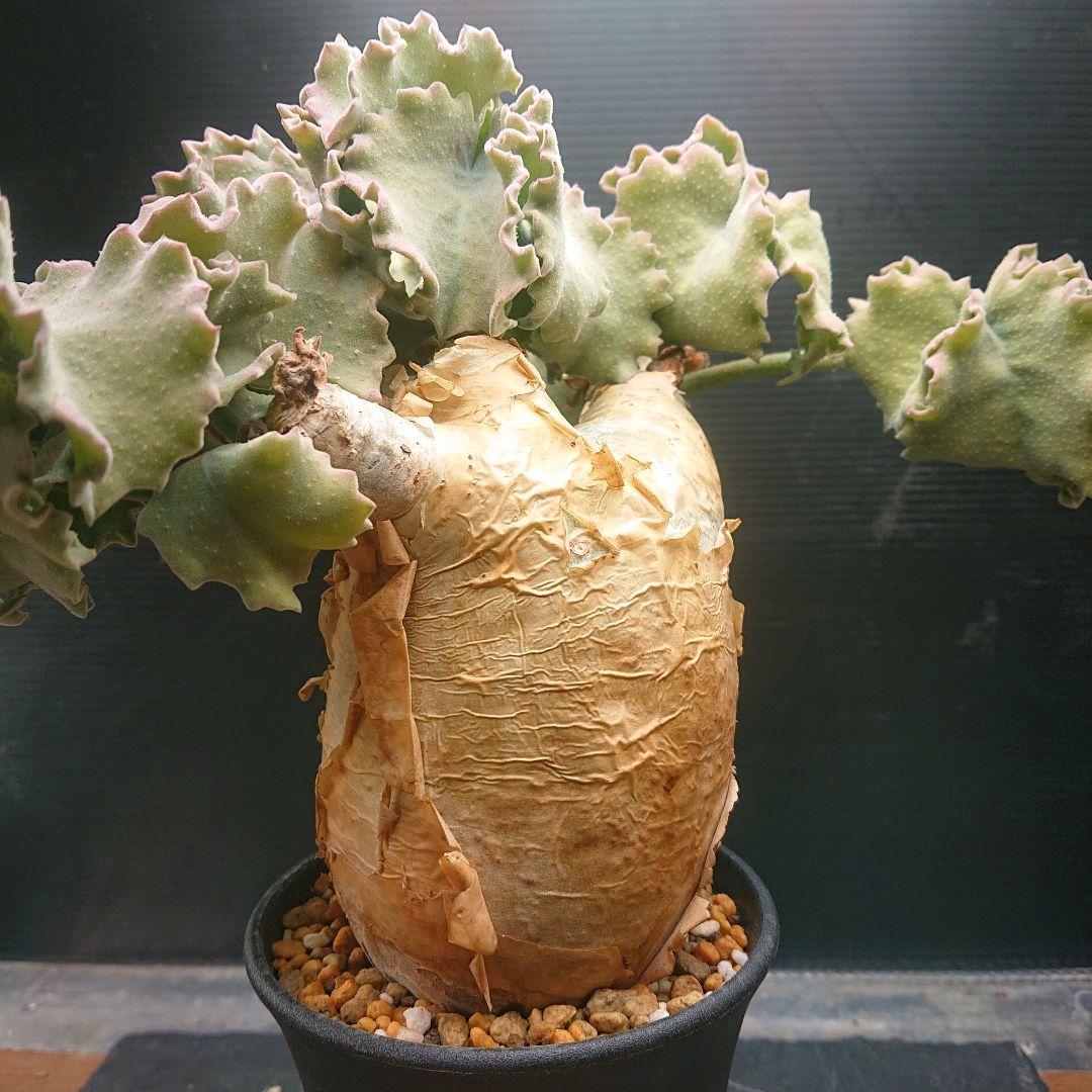 かじゅまるキフォステンマ マクロプス 現地球 発根済み 塊根植物 パキプス