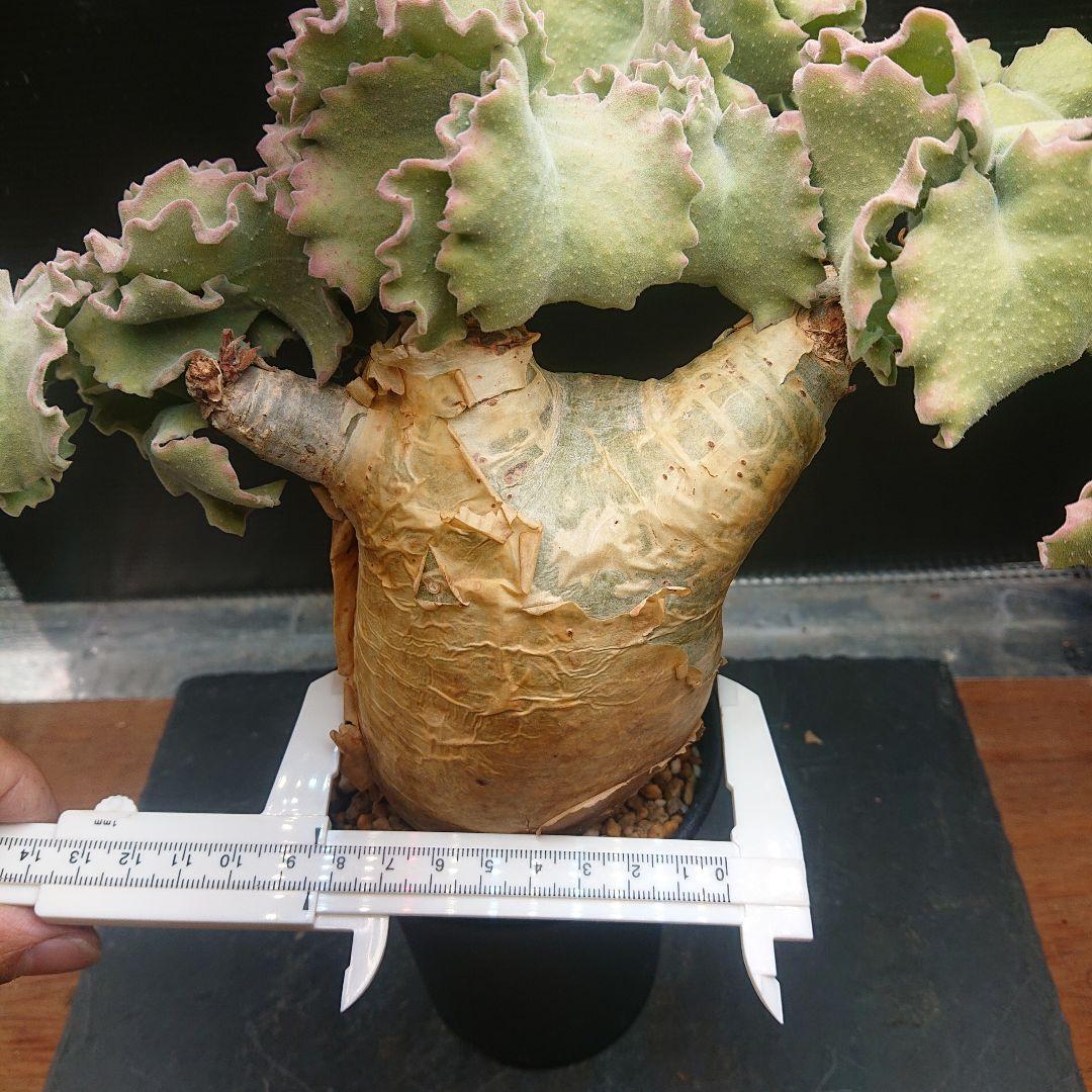 かじゅまるキフォステンマ マクロプス 現地球 発根済み 塊根植物 パキプス