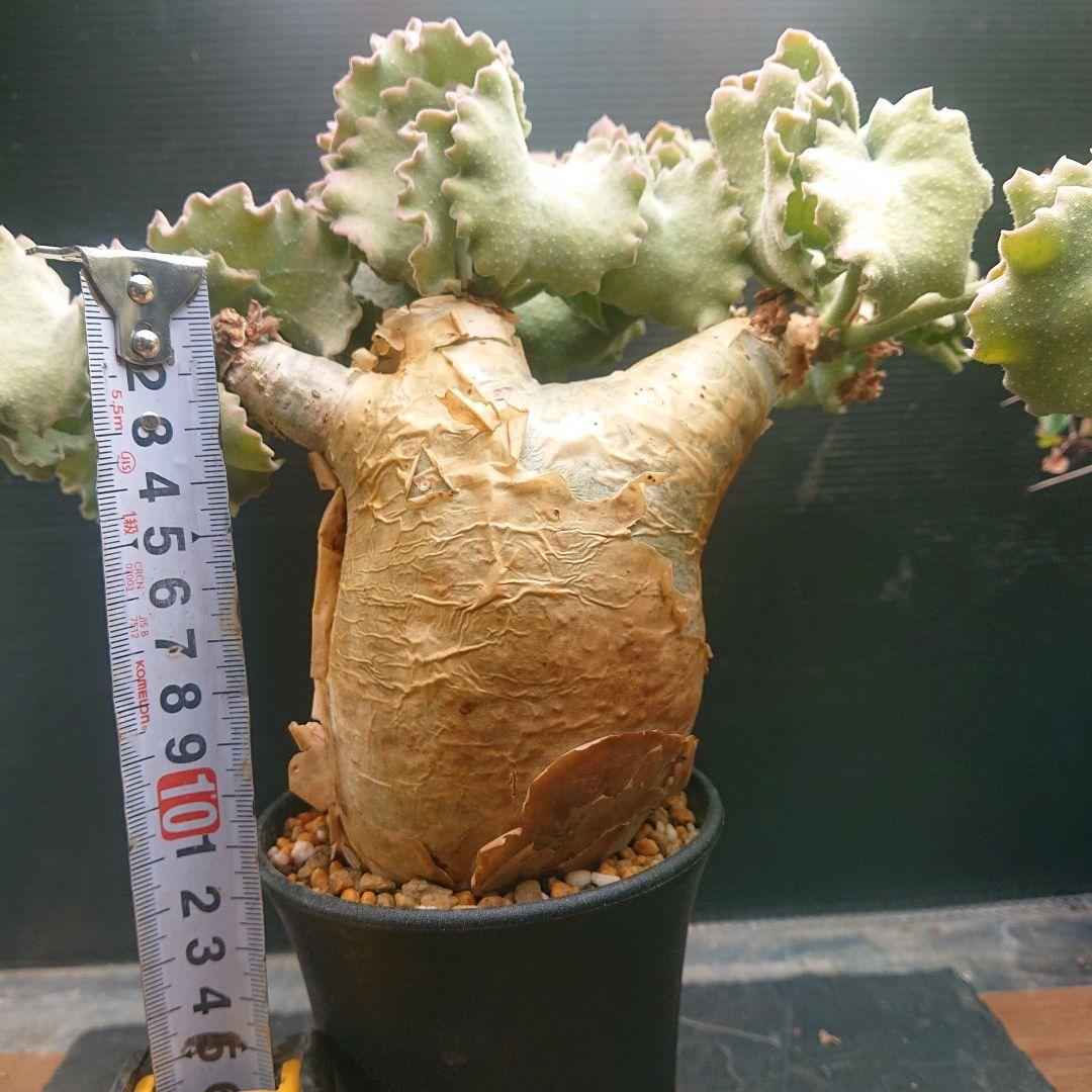 かじゅまるキフォステンマ マクロプス 現地球 発根済み 塊根植物 パキプス