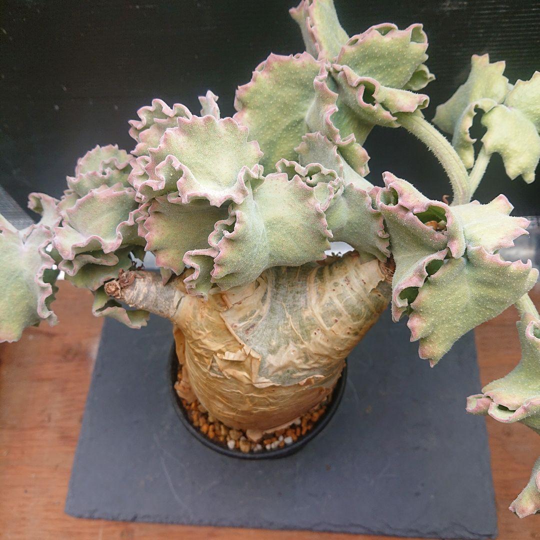 かじゅまるキフォステンマ マクロプス 現地球 発根済み 塊根植物 パキプス