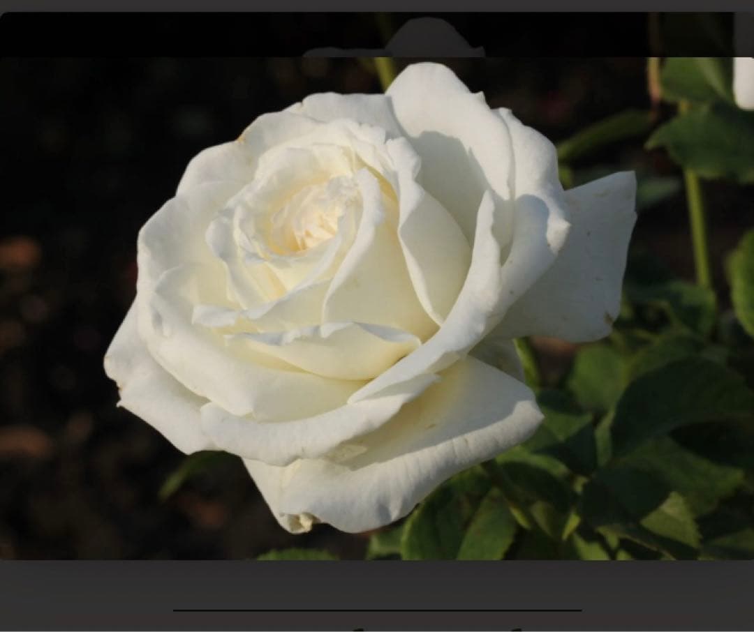 希少　レア　バラ苗　6号鉢