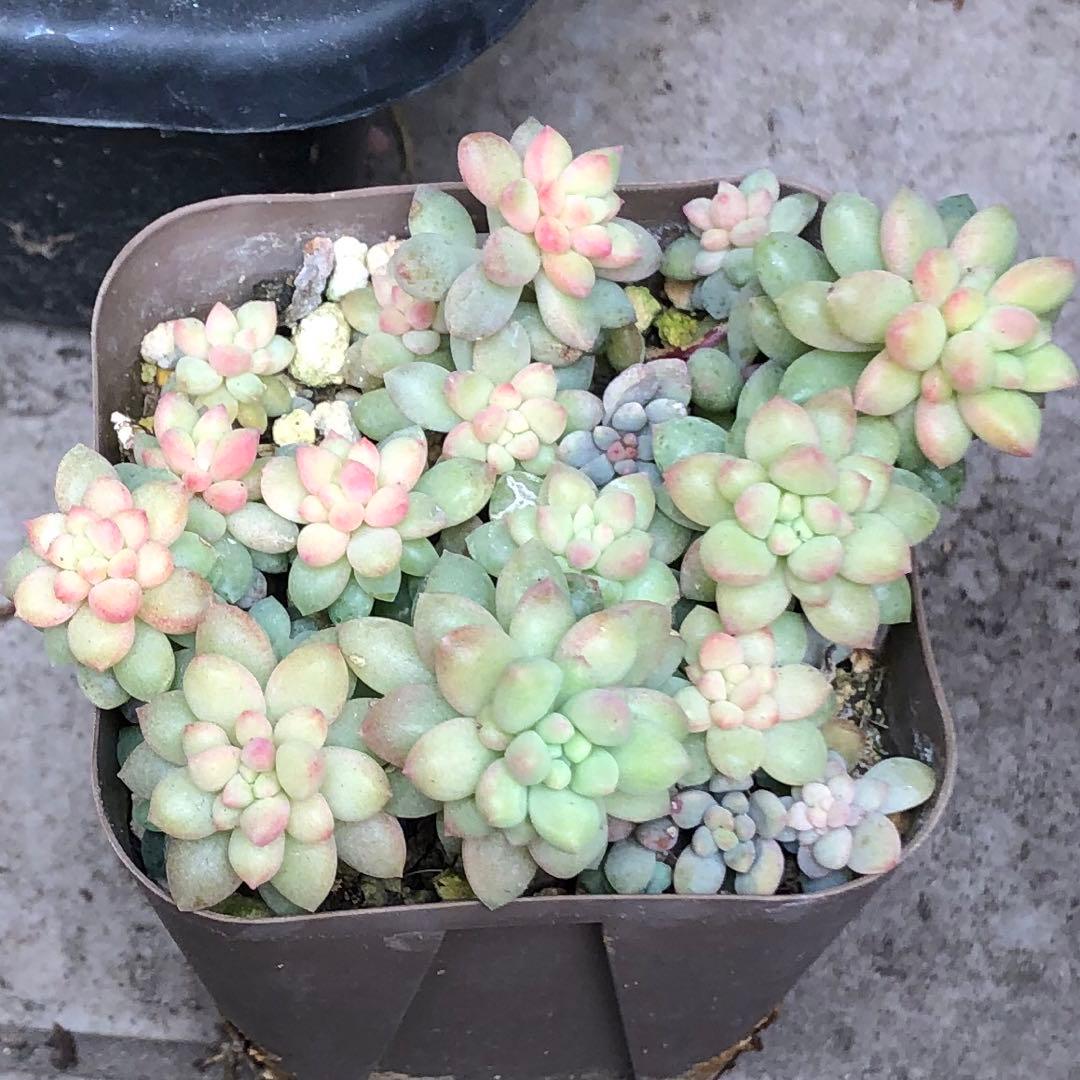 専用‼︎多肉植物^o^ 盛り盛り❣️ピンクベリー