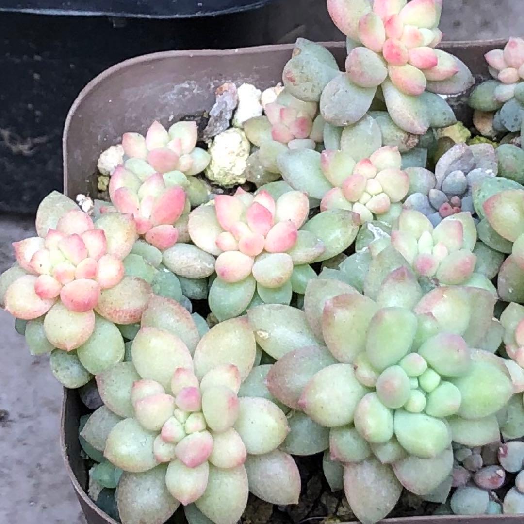 専用‼︎多肉植物^o^ 盛り盛り❣️ピンクベリー