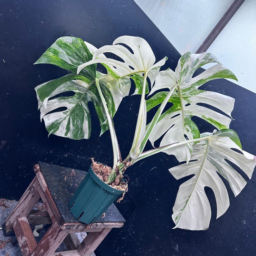 Y*U様 斑入りモンステラ ホワイトタイガー極美大株78cm白斑多