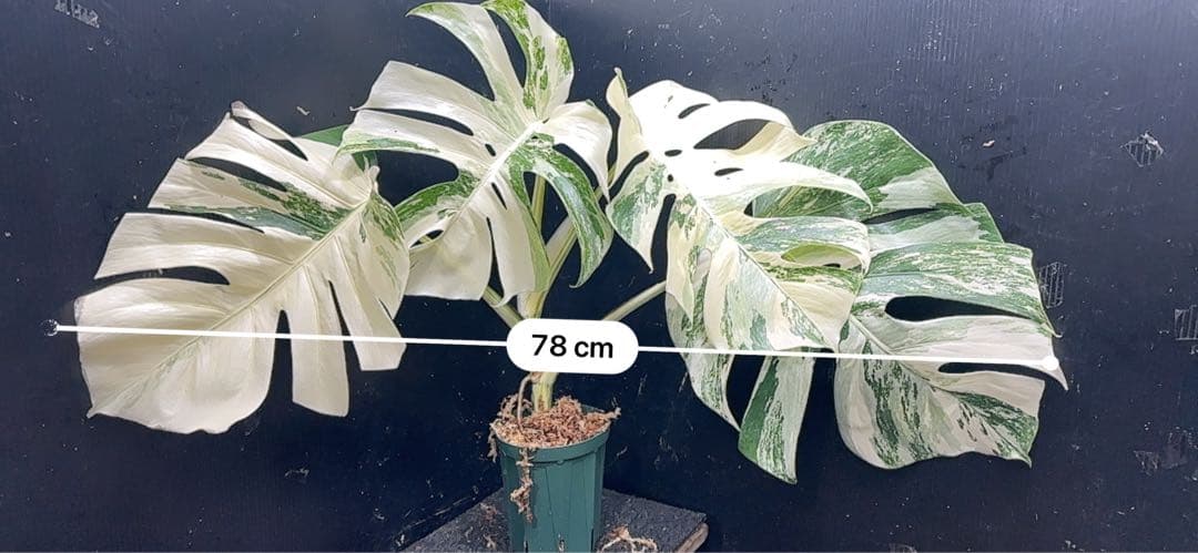 Y*U様 斑入りモンステラ ホワイトタイガー極美大株78cm白斑多