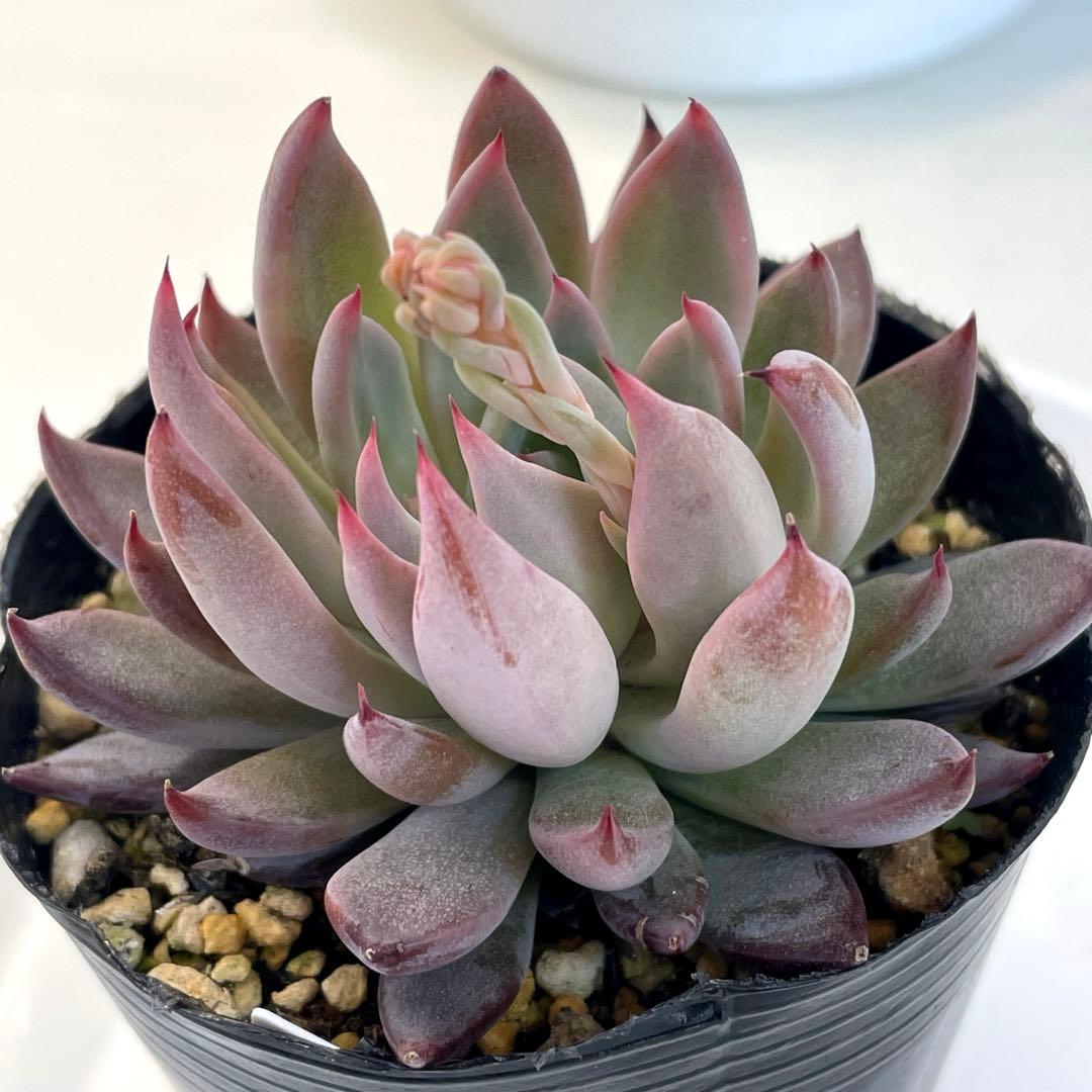 札付き！　人気品種！　葉多い！　花芽付　ミックスベリア　青鬼　抜き苗